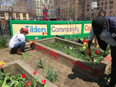 Tilden Community Center Garden in Brownsville NY